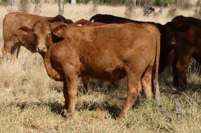 A/C Derbyshire Downs 140 S/G ANG CHR X Weaners