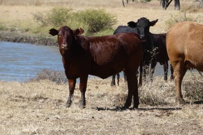 A/C Derbyshire Downs 140 S/G ANG CHR X Weaners