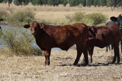 A/C Derbyshire Downs 140 S/G ANG CHR X Weaners