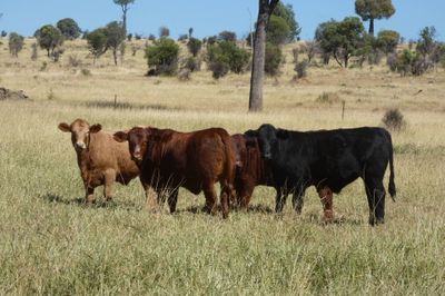 A/C Derbyshire Downs 140 S/G ANG CHR X Weaners