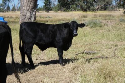 A/C Derbyshire Downs 140 S/G ANG CHR X Weaners