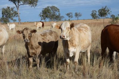 220 CHR / D/M / Angus X Mixed Sex Weaners