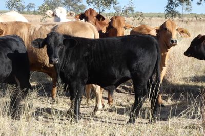 220 CHR / D/M / Angus X Mixed Sex Weaners