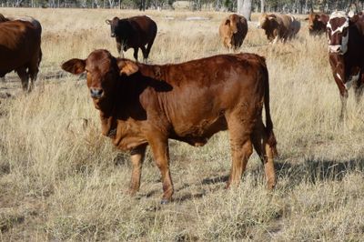 220 CHR / D/M / Angus X Mixed Sex Weaners