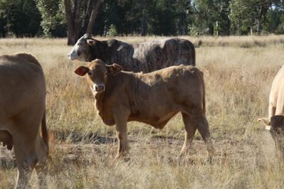 220 CHR / D/M / Angus X Mixed Sex Weaners