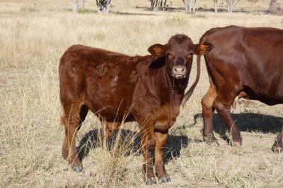 220 CHR / D/M / Angus X Mixed Sex Weaners