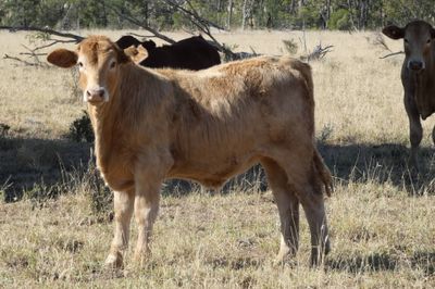 220 CHR / D/M / Angus X Mixed Sex Weaners