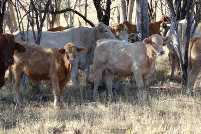 220 CHR / D/M / Angus X Mixed Sex Weaners