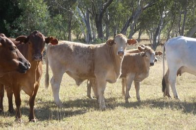 220 CHR / D/M / Angus X Mixed Sex Weaners