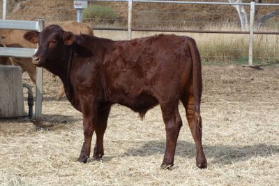 170 D/M / Santa / Sth Devon X Weaner Steers