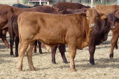 170 D/M / Santa / Sth Devon X Weaner Steers
