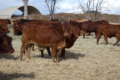 170 D/M / Santa / Sth Devon X Weaner Steers