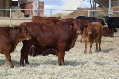 170 D/M / Santa / Sth Devon X Weaner Steers