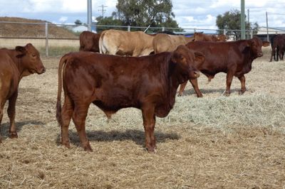 170 D/M / Santa / Sth Devon X Weaner Steers