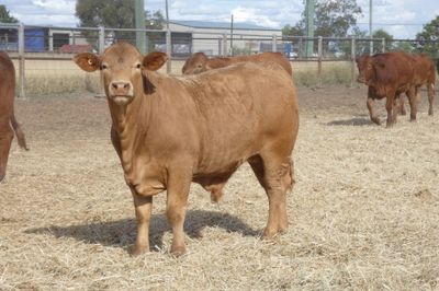 170 D/M / Santa / Sth Devon X Weaner Steers