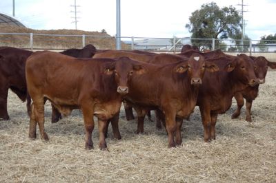 170 D/M / Santa / Sth Devon X Weaner Steers
