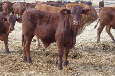 170 D/M / Santa / Sth Devon X Weaner Steers