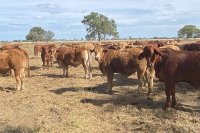 340 Charolais & Droughtmaster X Steers