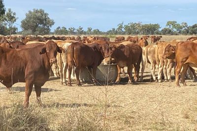 340 Charolais & Droughtmaster X Steers