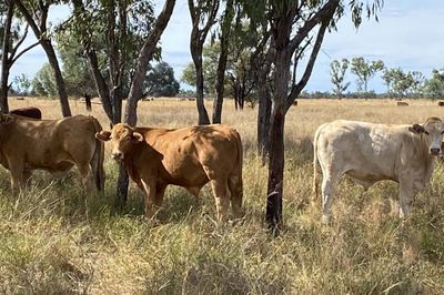340 Charolais & Droughtmaster X Steers