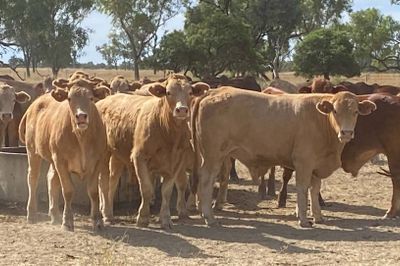 340 Charolais & Droughtmaster X Steers