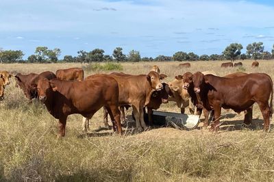 340 Charolais & Droughtmaster X Steers