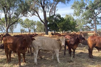340 Charolais & Droughtmaster X Steers