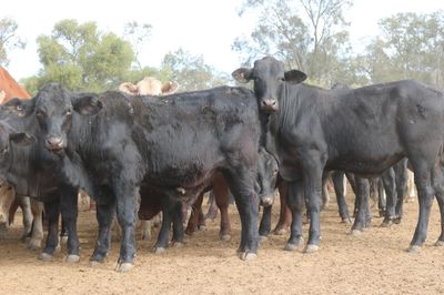 102 Santa/Angus/Charolais/Brahman Cross Steers