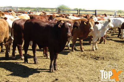 204 Weaned Steers