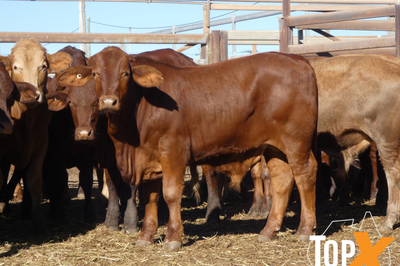 106 Weaned Santa X Steers