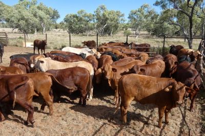 49 VGQ No.5 chance mated cross bred heifers