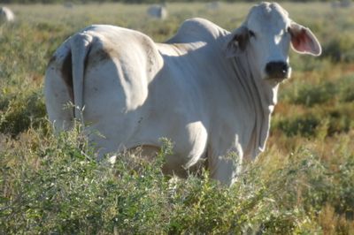 Approx. 600-1000 PTIC No3 Brahman Heifers