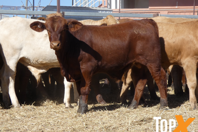 81 Weaned Santa X Bulls