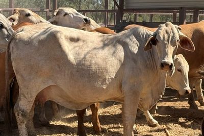 93x51 BrahmanX Cows and calves
