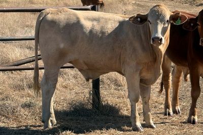 Approx. 192 DroughtmasterX No.5 Steers