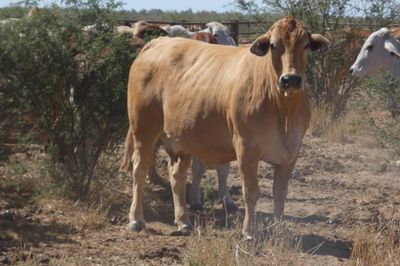 132 VGQ PTIC Brahman Cows
