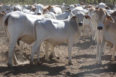 Approx. 850 Brahman No5s & No4s mixed sex