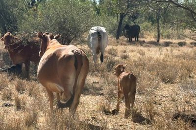 Approx. 70x70 Composite Cows & Calves