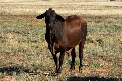 4 decks of Feeder Cattle