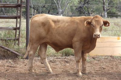 86 VGQ Crossbred No.6 mixed sex Weaners