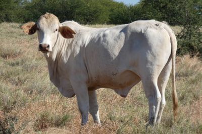 312 VGQ HGP Xbred & Brahman Feeder steers