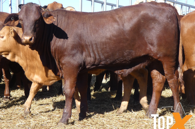 189 Weaned Santa X Heifers