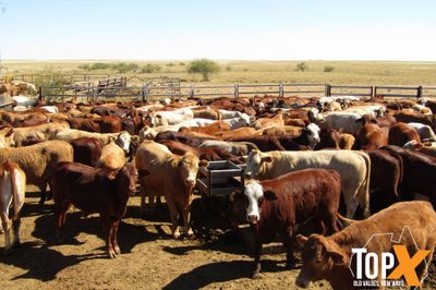 204 Weaned Steers