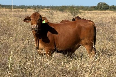 Approx. 192 DroughtmasterX No.5 Steers