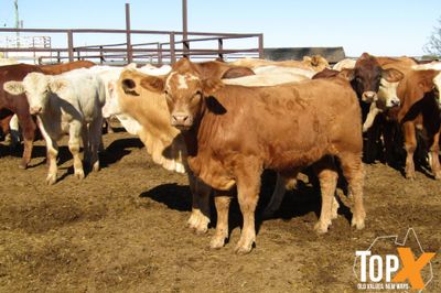 180 Weaned Bulls