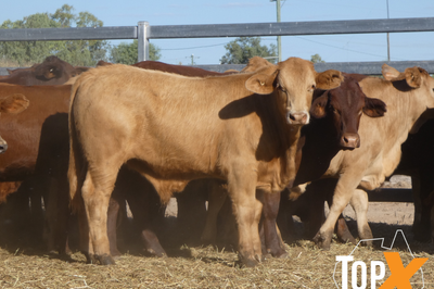 106 Weaned Santa X Steers