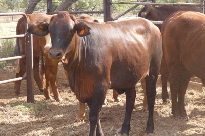 49 VGQ No.5 chance mated cross bred heifers