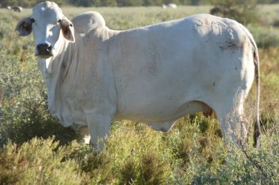 Approx. 600-1000 PTIC No3 Brahman Heifers