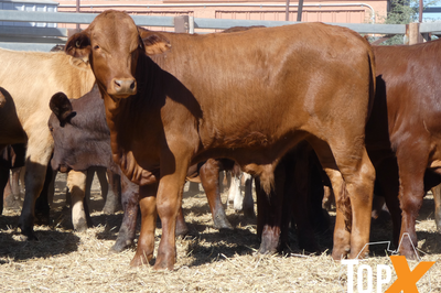 81 Weaned Santa X Bulls