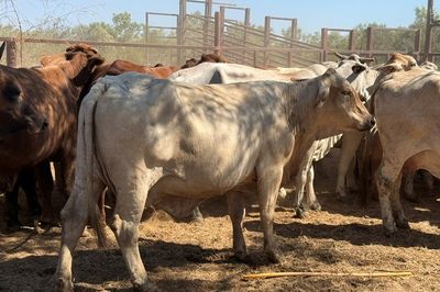 93x51 BrahmanX Cows and calves